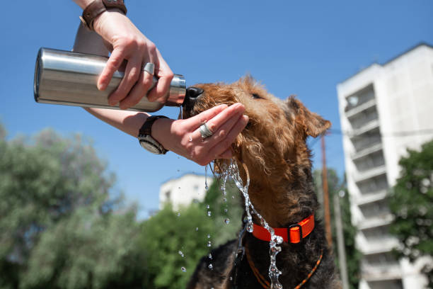Consecuencias de golpe de calor en perros