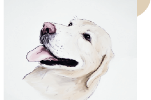 golpe de calor en mascotas