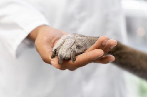 funeraria para mascotas