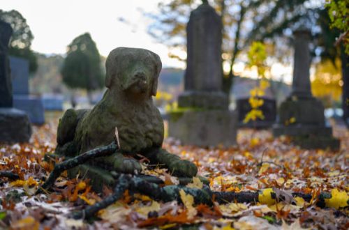 cementerio de mascotas en cielo animal