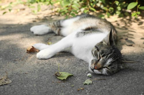golpe de calor en mascotas