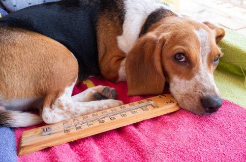 Síntomas de golpe calor en mascotas
