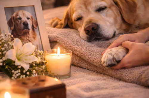 retrato de perrito fallecido